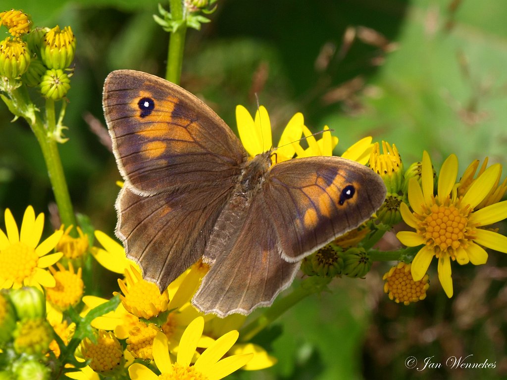 Oranje zandoogje, Pyronia tithonus.JPG